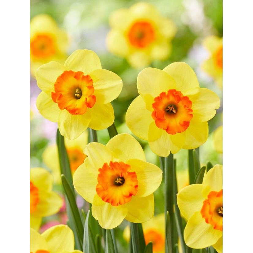 Narcissus Bantam 5-pack